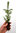 Lutzinkuusi (valkokuusi x sitkankuusi) 15-25cm 90 kpl